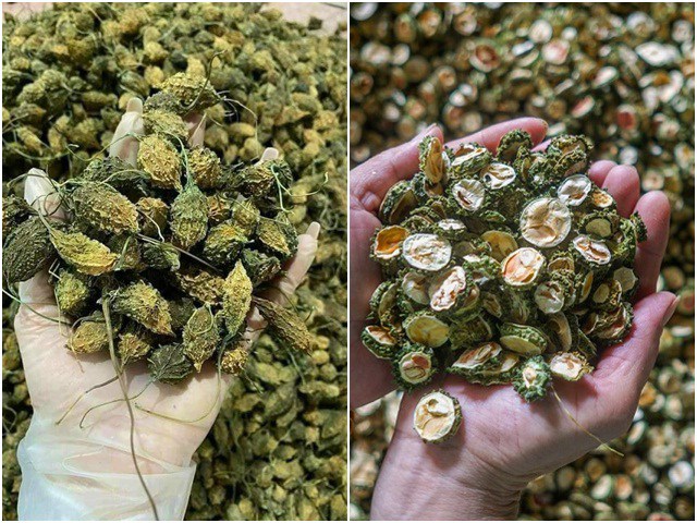 Loại quả xưa chín không ai thèm hái, nay là đặc sản 350.000 đồng/kg, nhiều người "săn lùng"