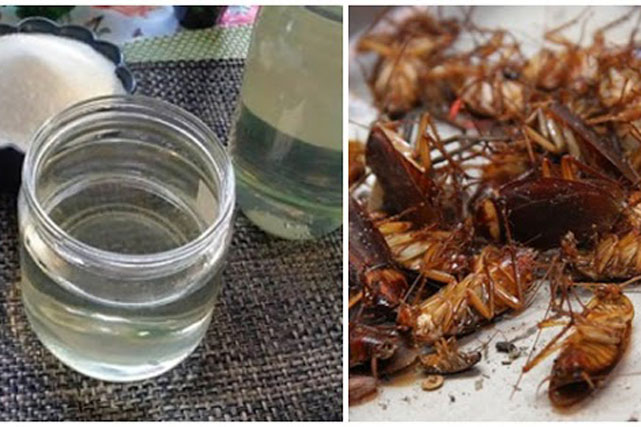 Chỉ cần một cốc nước đường diệt sạch gián trong nhà, trăm con nằm 'sải lai'
