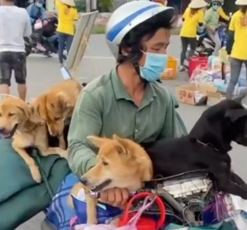 Đàn chó bị tiêu hủy.