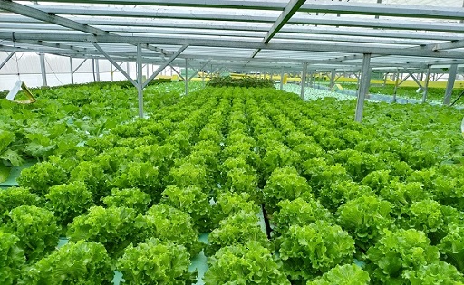 Đồng Tháp: Mở rộng thị trường cho sản phẩm rau quả trên kênh thương mại điện tử