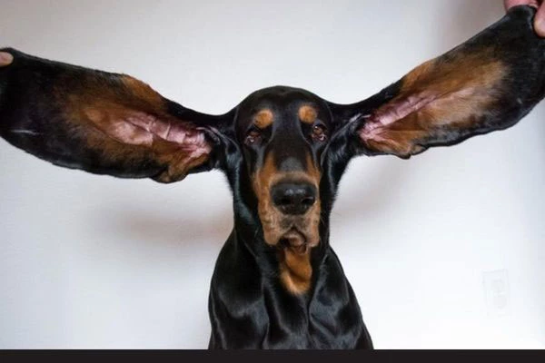 Chú chó tên Lou đã kỷ lục Guinness thế giới khi sở hữu đôi tai dài hơn 30 cm.