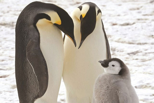 Chim cánh cụt cũng bị ong đốt chết