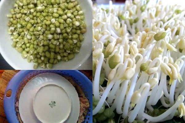 Cách làm giá đỗ sạch bằng vỏ hộp sữa hoặc chai nhựa: Giá mập ú, gấp đôi dinh dưỡng