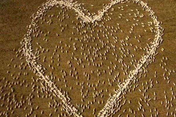 Chàng nông dân làm điều khó tin từ đàn cừu để tưởng nhớ dì đã khuất