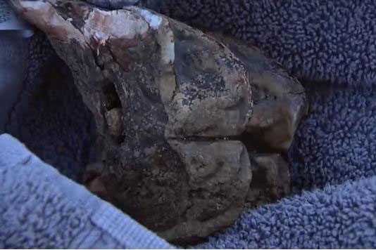 Đi chơi, bé 6 tuổi khai quật hóa thạch "quái thú" kỷ băng hà