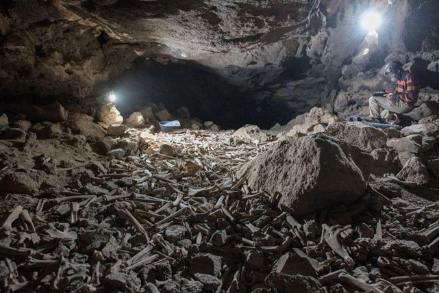 Phát hiện sọ người trong hang động núi lửa, hé lộ tính phàm ăn của loài linh cẩu