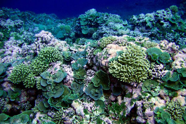 Khám phá thế giới bí ẩn nằm sâu dưới đáy đại dương