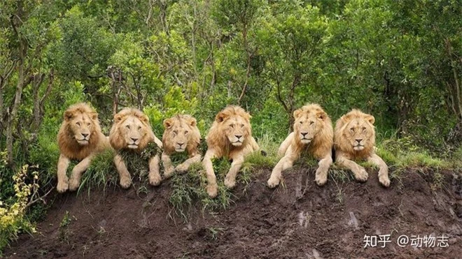 Trong liên minh sư tử, có phải mọi con đực đều có quyền giao phối không? - Ảnh 1.
