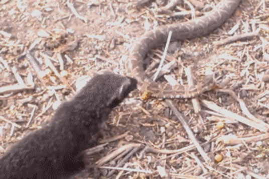 Rắn lục cực độc bị tấn công - Kẻ nào 'to gan' đến vậy?