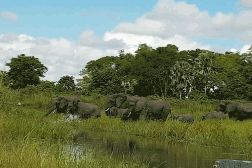 Đang uống nước chú voi bỗng dưng la hét ầm ĩ, nhìn kỹ ai cũng hãi hùng với con ‘quái vật’ đang cắn nó