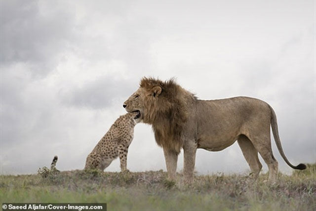 Sư tử nuốt trọn đầu báo săn: Sự thật ngỡ ngàng