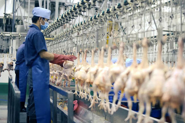 Xuất khẩu sản phẩm chăn nuôi tăng trưởng cao