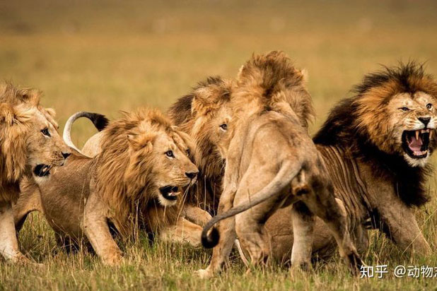Trong liên minh sư tử, có phải mọi con đực đều có quyền giao phối không?