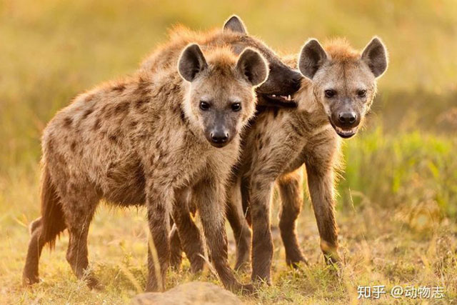 Tại sao con cái lại có bộ phận sinh dục của con đực? Linh cẩu đốm có phải là loài lưỡng tính không?