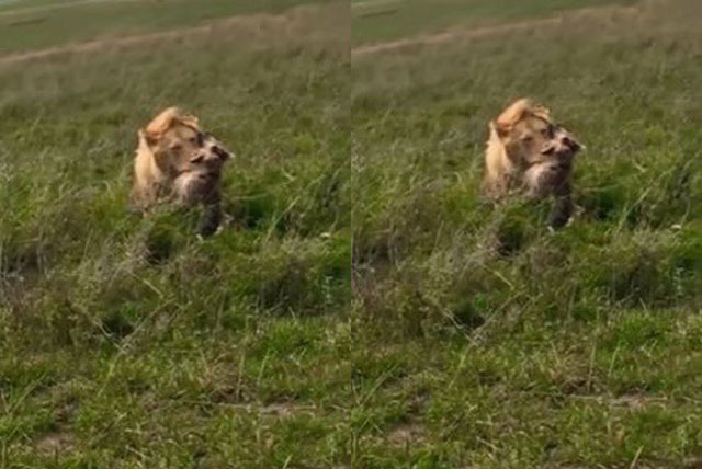 Vua sư tử ra đòn tàn nhẫn hạ gục linh cẩu trong ‘một nốt nhạc’