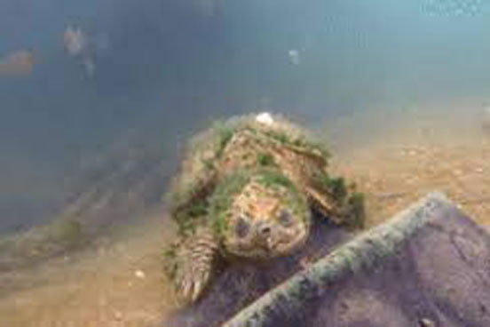 Sinh viên lặn xuống sông thì phát hiện 'quái vật' đầy tảo bám trên thân - Sinh vật kỳ dị nào vậy?