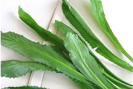 Cách sử dụng lá mùi tàu chữa bệnh hiệu quả