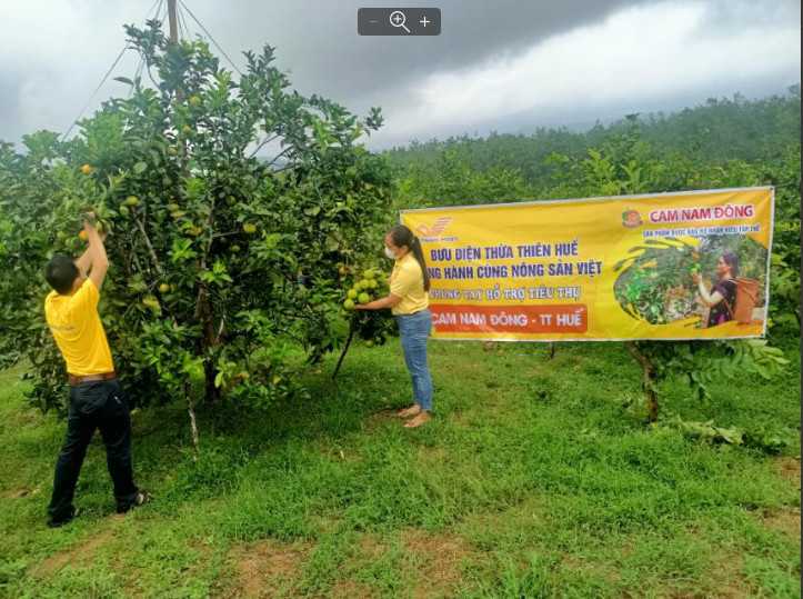 Nông sản huyện miền núi Nam Đông được Bưu điện tỉnh Thừa Thiên Huế hỗ trợ tiêu thụ 
