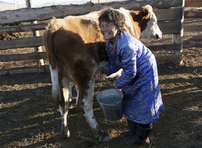 Bà Sendin Ondar, 77 tuổi vắt sữa bò ở nông trại gia đình ở làng Cheder hồ Kur-Cher, Cộng hòa Tuva, miền Nam Siberia, Nga.