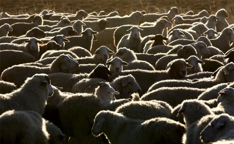 Bầy cừu hàng nghìn con là vật nuôi chủ yếu ở Tuva.