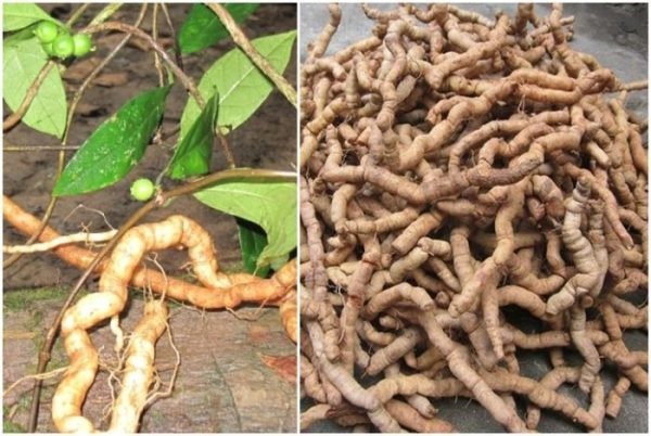 Các nhà khoa học vào cuộc "chữa bệnh" cho cây ba kích 