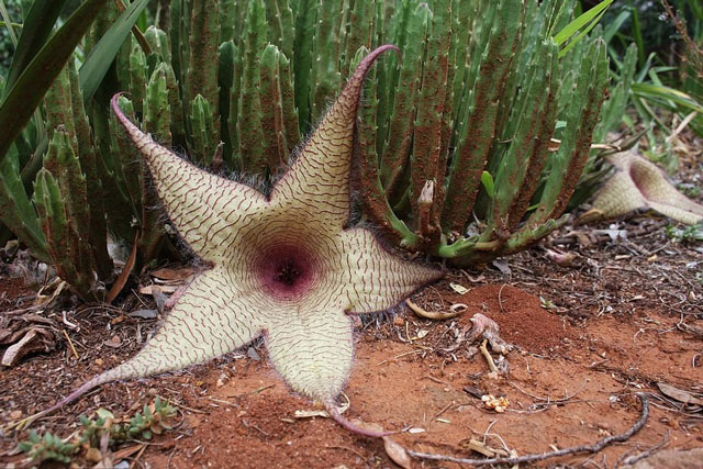 Những loài thực vật và hoa kỳ lạ nhất trên thế giới