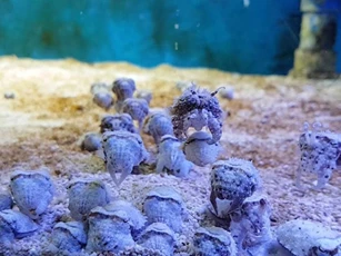 Hình ảnh như “ngoài hành tinh” của mực nang sơ sinh