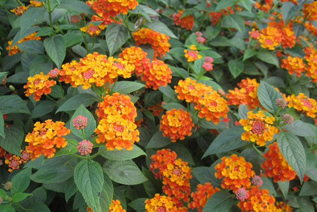 'Đánh bay' bệnh viêm họng hạt nhờ bài thuốc từ lá trâm ổi