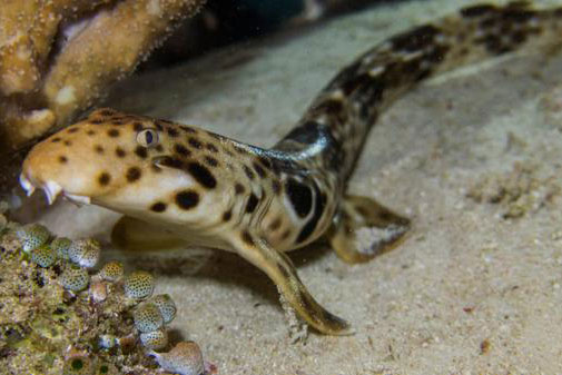 Phát hiện cá mập Úc và New Guinea tiến hóa thêm chân, có thể đi săn mồi ở vùng nước nông