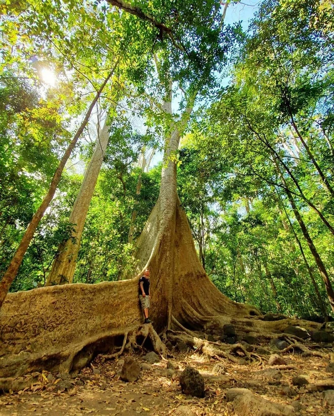 Theo trang thông tin của vườn quốc gia Cát Tiên, cây tung có danh pháp khoa học là Tetrameles nudiflora. Cây tung cổ thụ cao hơn 30 m, đường kính rộng 2-3 m, phải 20 người mới ôm hết vòng thân. Rễ cây có dạng bạnh vè dài hơn 20 m, chỗ cao nhất 3 m nổi trên mặt đất. Với hình dáng độc đáo, cây này được ví "thằn lằn sấm" của Cát Tiên. Ảnh: Travel.with.hieu.chu.