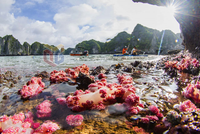 Ngắm "hoa biển" tuyệt đẹp trên Vịnh Hạ Long