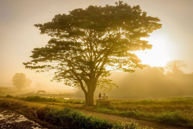 Những cây có hình dáng độc đáo ở Việt Nam