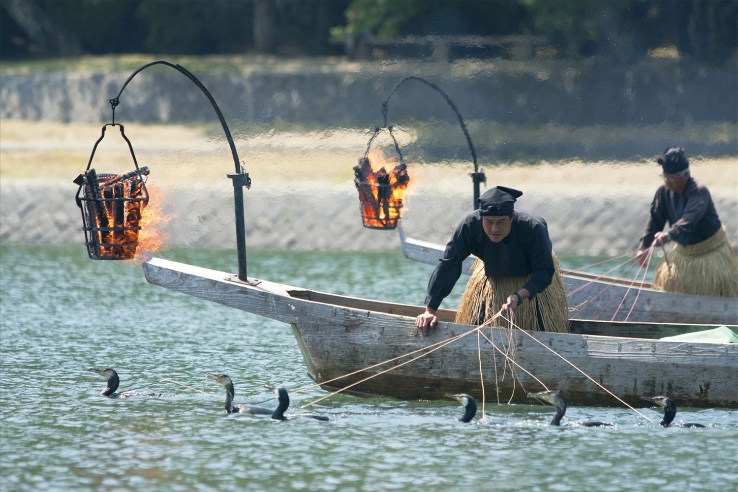 Ngư dân vùng sông Nagara (Nhật Bản) dùng chim cốc để đánh bắt cá