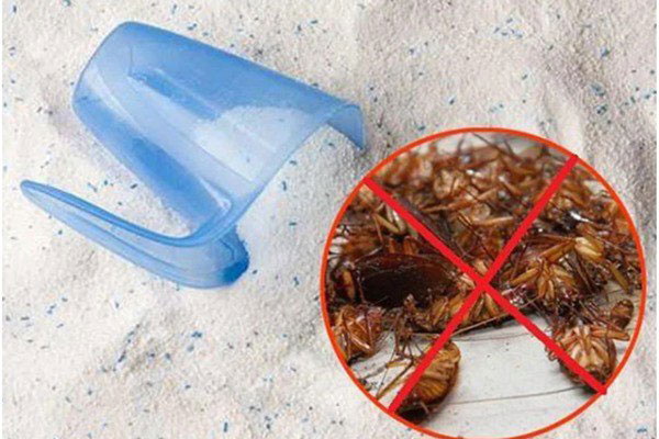 Dùng chai nhựa diệt cả đàn gián: Cách làm đơn giản, hiệu quả mà nhiều người không biết