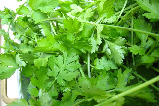 Lợi ích chữa bệnh phổ biến từ rau mùi