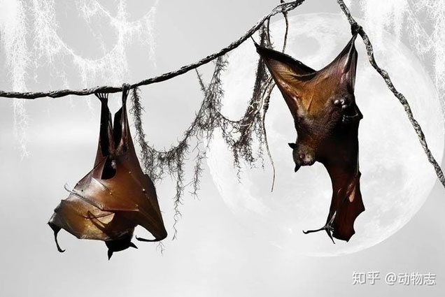 Tại sao dơi thích ngủ lộn ngược?