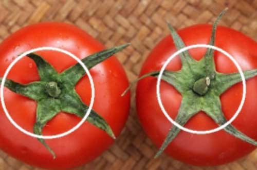 Mua cà chua đừng nắn bóp, nhớ 5 điều này để chọn được quả ngon, chín tự nhiên, không ủ thuốc