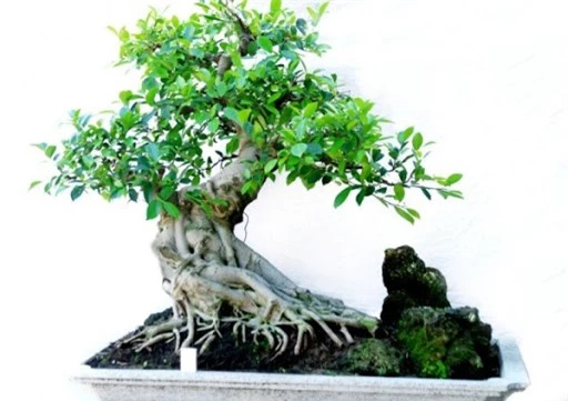 Cây đa bonsai