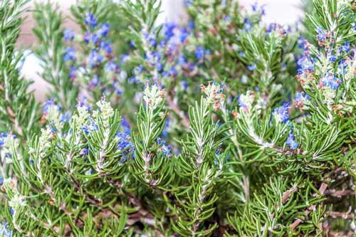 8 loại cây cảnh là 'kẻ thù' của các loài côn trùng, đặt xung quanh nhà thì ruồi muỗi cũng không dám vào