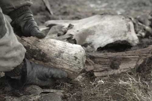 Tìm thấy bằng chứng về sự tồn tại của thợ săn thời kỳ đồ đá ở Bắc Cực