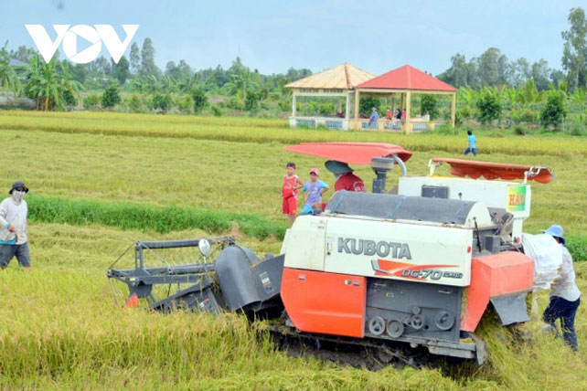 Giá xuất khẩu tăng làm "ấm" thị trường lúa gạo miền Tây
