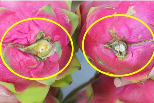 Mua thanh long muốn chọn quả ngọt cứ nhìn vào điểm này, người bán cũng phải nể phục