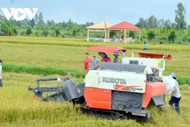Nông dân ĐBSCL thu hoạch lúa Thu Đông.