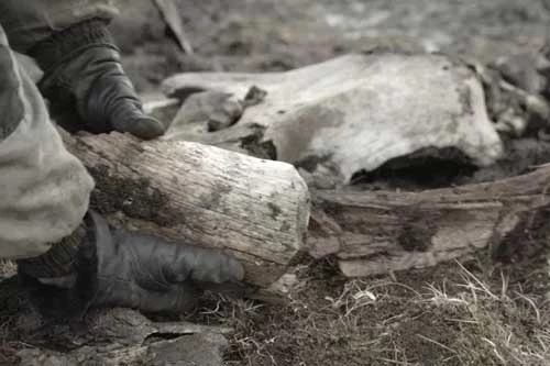 Bộ xương voi ma mút được khai quật tại Siberia mùa hè này cho thấy bằng chứng về con người thời kỳ đồ đá. Bộ xương voi ma mút được khai quật tại Siberia mùa hè này cho thấy bằng chứng về con người thời kỳ đồ đá.
