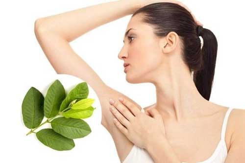 Ai hôi nách lấy nắm lá ổi làm theo cách này, nặng mùi đến mấy cũng thơm tho trở lại