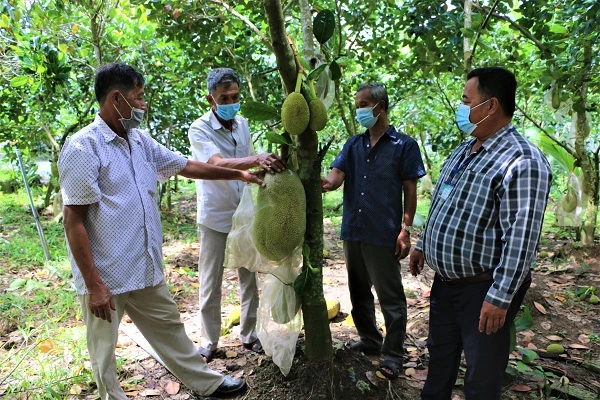 Mô hình trồng mít của cựu chiến binh Nguyễn Văn Mun.