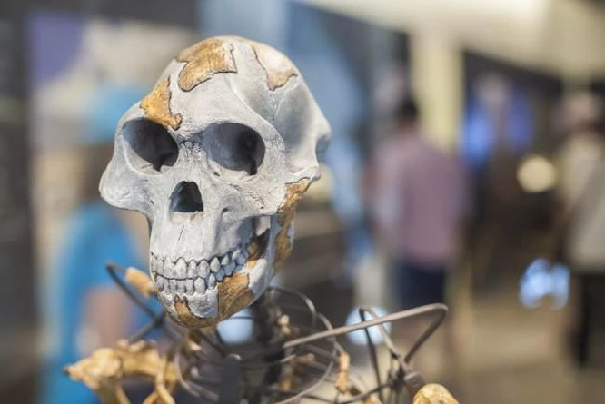 Một hộp sọ được trưng bày trong bảo tàng (Ảnh: Discover Magazine)