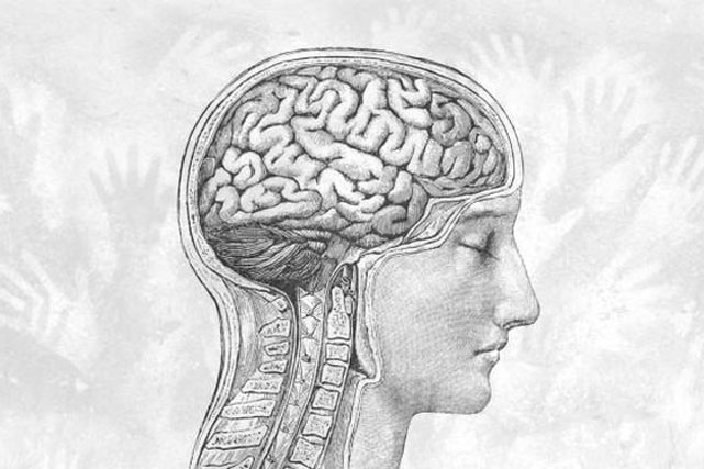 Bộ não con người đang ngày một nhỏ đi kể từ thời kỳ đồ đá
