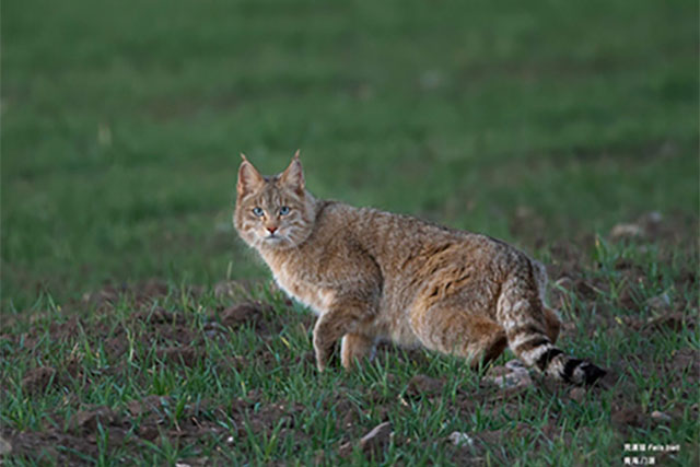 Mèo hoang mạc, người anh em cùng cha khác ông nội với mèo nhà