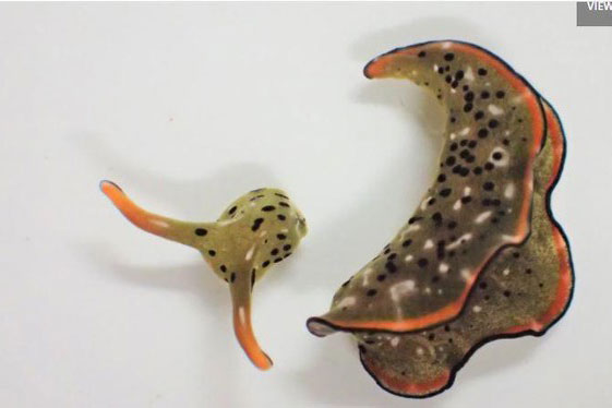 Phát hiện bất ngờ: Loài sên biển có thể tái tạo cơ thể từ chiếc đầu tự tách rời trước đó